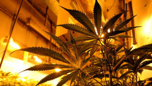 Strafrechtler fordern Cannabis-Legalisierung in Deutschland Hanf-Plantagen immer beliebter