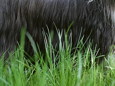 VOX Hundekrankheiten