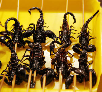 Die Analyse der Fäkalie auf die Eier der Wurm das Muster
