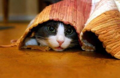 Die 10 beliebtesten Katzenrassen
